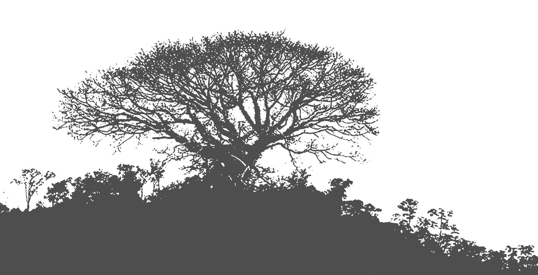 Baum